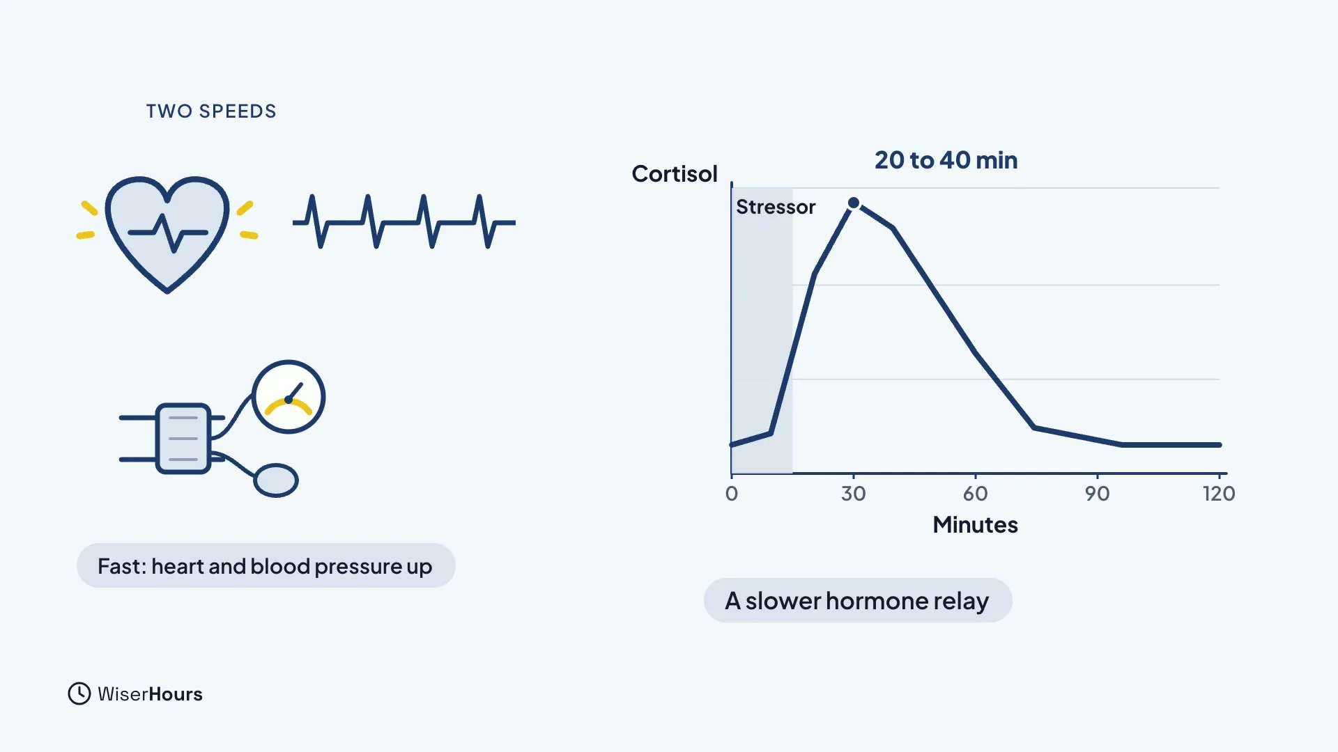 On the left, a heart with a fast pulse line and a blood pressure cuff, labeled Fast: heart and blood pressure up. On the right, a line chart of cortisol over 120 minutes that rises from a shaded Stressor band to a peak at 20 to 40 minutes and falls back, labeled A slower hormone relay.